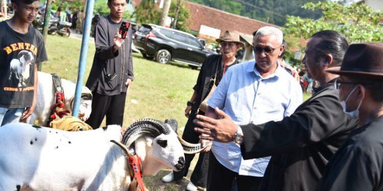 Sempat Pakem, Seni Kontes Domba Kembali Digelar
