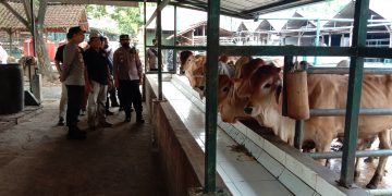 Dampak Wabah PMK, Penjualan Hewan Kurban Masih Sepi