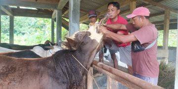 Terhindar PMK, Sapi di Cipakem Rutin Minum Jamu