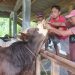 Terhindar PMK, Sapi di Cipakem Rutin Minum Jamu
