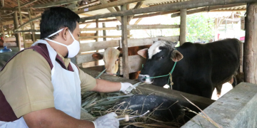 Tercatat, 122 Sapi di Kota Cirebon Terinfeksi PMK