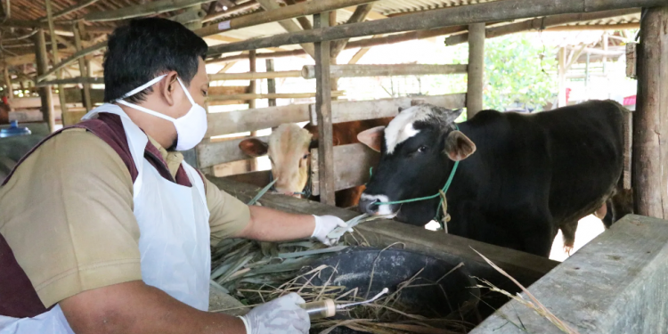 Tercatat, 122 Sapi di Kota Cirebon Terinfeksi PMK