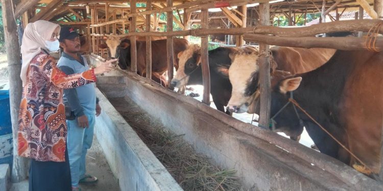 Distan Ajukan BTT Rp 1 Miliar