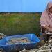 Jelang Idul Adha, Perajin Tusuk Sate di Majalengka Banjir Pesanan