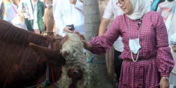 Bupati Nina Agustina Sumbang Dua Sapi Kurban