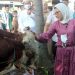 Bupati Nina Agustina Sumbang Dua Sapi Kurban
