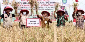 Bupati Panen Perdana Padi MSP di Desa Amis