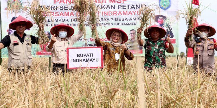 Bupati Panen Perdana Padi MSP di Desa Amis