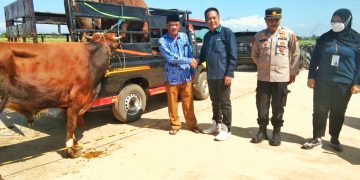 PT Taekwang Berbagi Hewan Kurban