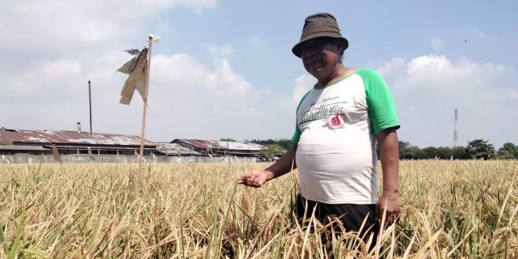 Petani Peneliti Asal Kabupaten Cirebon Membuat Terobosan Baru