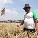 Petani Peneliti Asal Kabupaten Cirebon Membuat Terobosan Baru