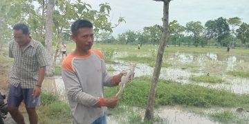 Banjir Kiriman, Sebagian Warga Leuweunghapit Panen Ikan Lele