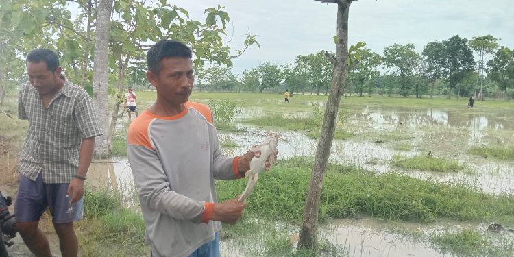 Banjir Kiriman, Sebagian Warga Leuweunghapit Panen Ikan Lele