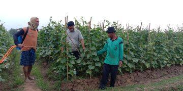Jelang Tahun Baru, Harga Mentimun di Tingkat Petani Melangit
