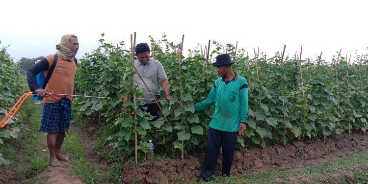 Jelang Tahun Baru, Harga Mentimun di Tingkat Petani Melangit