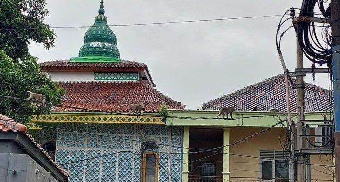Monyet Liar Resahkan Warga Majalengka Wetan