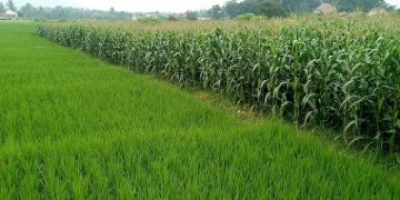 Lebih Menjanjikan Keuntungan, Warga Desa Nunuk Lebih Pilih Tanam Jagung Daripada Padi