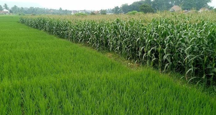 Lebih Menjanjikan Keuntungan, Warga Desa Nunuk Lebih Pilih Tanam Jagung Daripada Padi