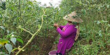 Cabe Rawit Meroket Sebelum Ramadan, Petani Ikut Untung