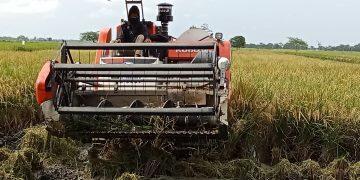 Buruh Tani Majalengka Mengeluh Banyak Nganggur Saat Panen Raya