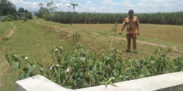 Irigasi Mengering Meski Musim Hujan