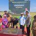 Kabupaten Cirebon Lumbung Padi Jabar dan Nasional