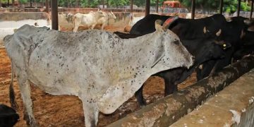 Jelang Idul Adha Ratusan Sapi di Kabupaten Cirebon Terpapar LSD