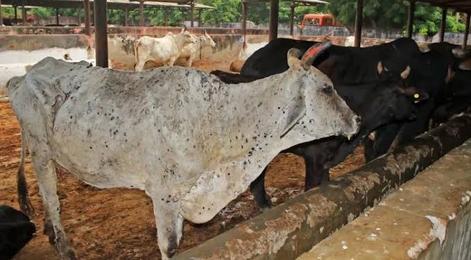 Jelang Idul Adha Ratusan Sapi di Kabupaten Cirebon Terpapar LSD