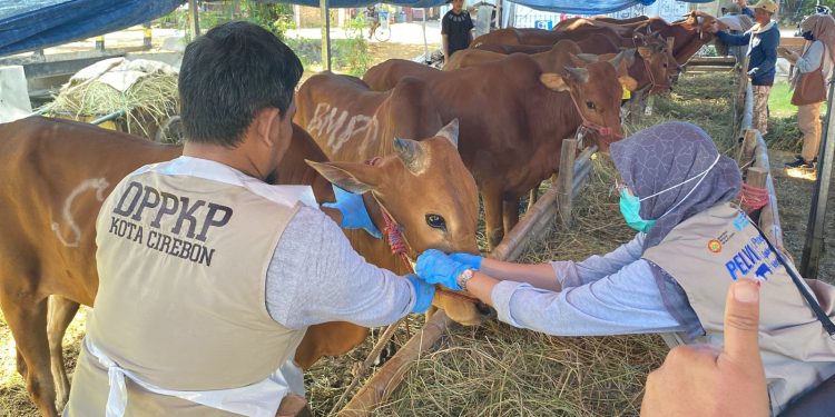 DKP3 Mengecek Kesehatan Hewan Kurban