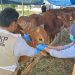 DKP3 Mengecek Kesehatan Hewan Kurban