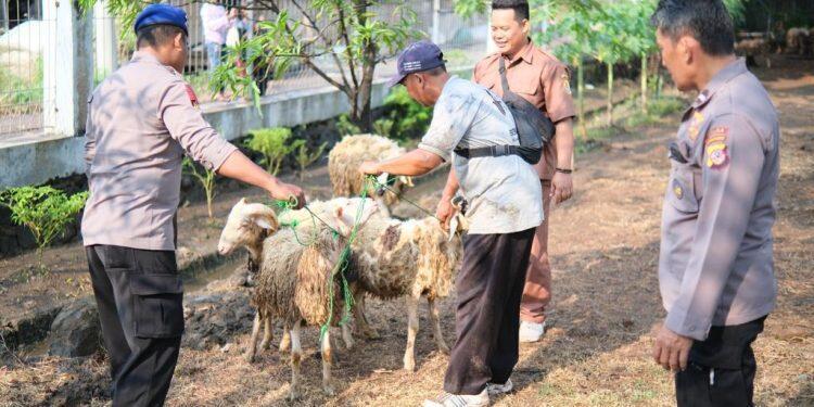 Cirebon Power Distribusikan 58 Hewan Kurban untuk Warga