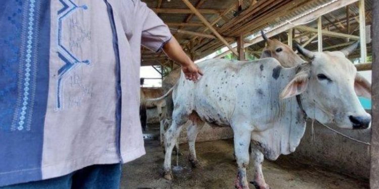 Kasus LSD di Kabupaten Cirebon Masih Tinggi