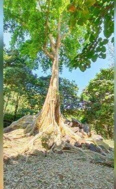 Berusia Ratusan Tahun, Pohon Leles Dijadikan Nama Wisata Sebuah Curug