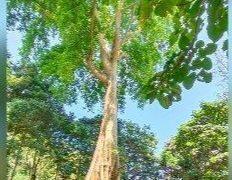 Berusia Ratusan Tahun, Pohon Leles Dijadikan Nama Wisata Sebuah Curug