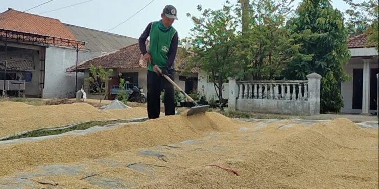 Saluran Irigasi Mulai Mengering, Petani Pesimis Tanam Padi Musim Ketiga