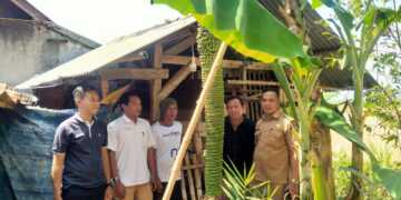 Pohon Pisang Ajaib Gegerkan Warga Cikandang