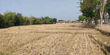 545 Hektare Sawah di Cirebon Kekeringan