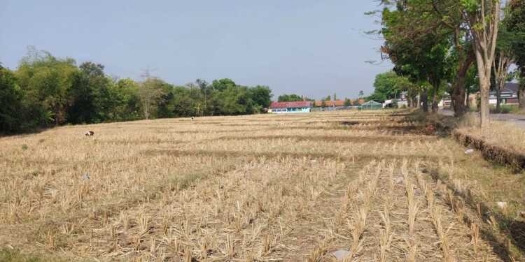 545 Hektare Sawah di Cirebon Kekeringan