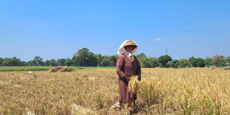 Harga Beras PSO Tinggi, Bulog Cirebon Optimalkan Serapan Beras Komersial