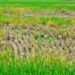 Padi Rusak, Ratusan Petani Ajukan Klaim Asuransi