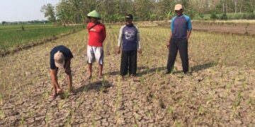 Jumlah Warga Terdampak Kekeringan di Majalengka Tembus 23.849 Jiwa
