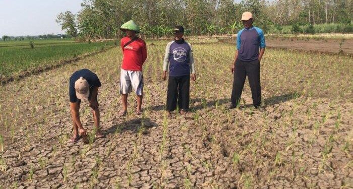 Jumlah Warga Terdampak Kekeringan di Majalengka Tembus 23.849 Jiwa