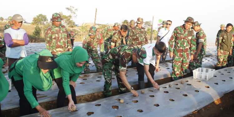 HKTI Uji Coba Tanam Kentang Bersama Kodim 0615 Kuningan