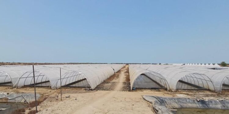 Metode Tunel Diklaim Mampu Hasilkan Produksi Garam Industri Kw1 Premium