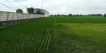 Tergerus Industri, Lahan Pertanian di Majalengka Kian Menyempit