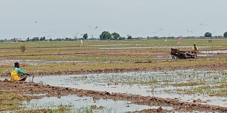Dampak El Nino, Masa Tanam di Kabupaten Cirebon Mundur