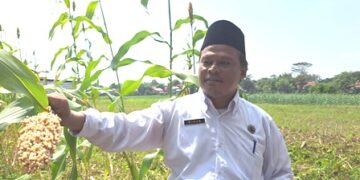 Desa Beber Sukses Kembangkan Sorgum Bioguma
