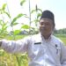 Desa Beber Sukses Kembangkan Sorgum Bioguma