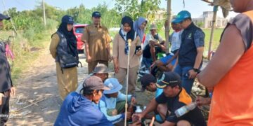 Ratusan Hektar Sawah di Kertajati Terserang Hama Penggerek Batang