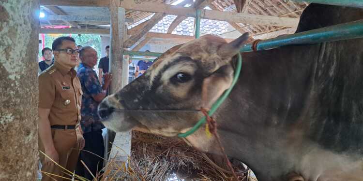 Stok Hewan Kurban di Kabupaten Cirebon Aman